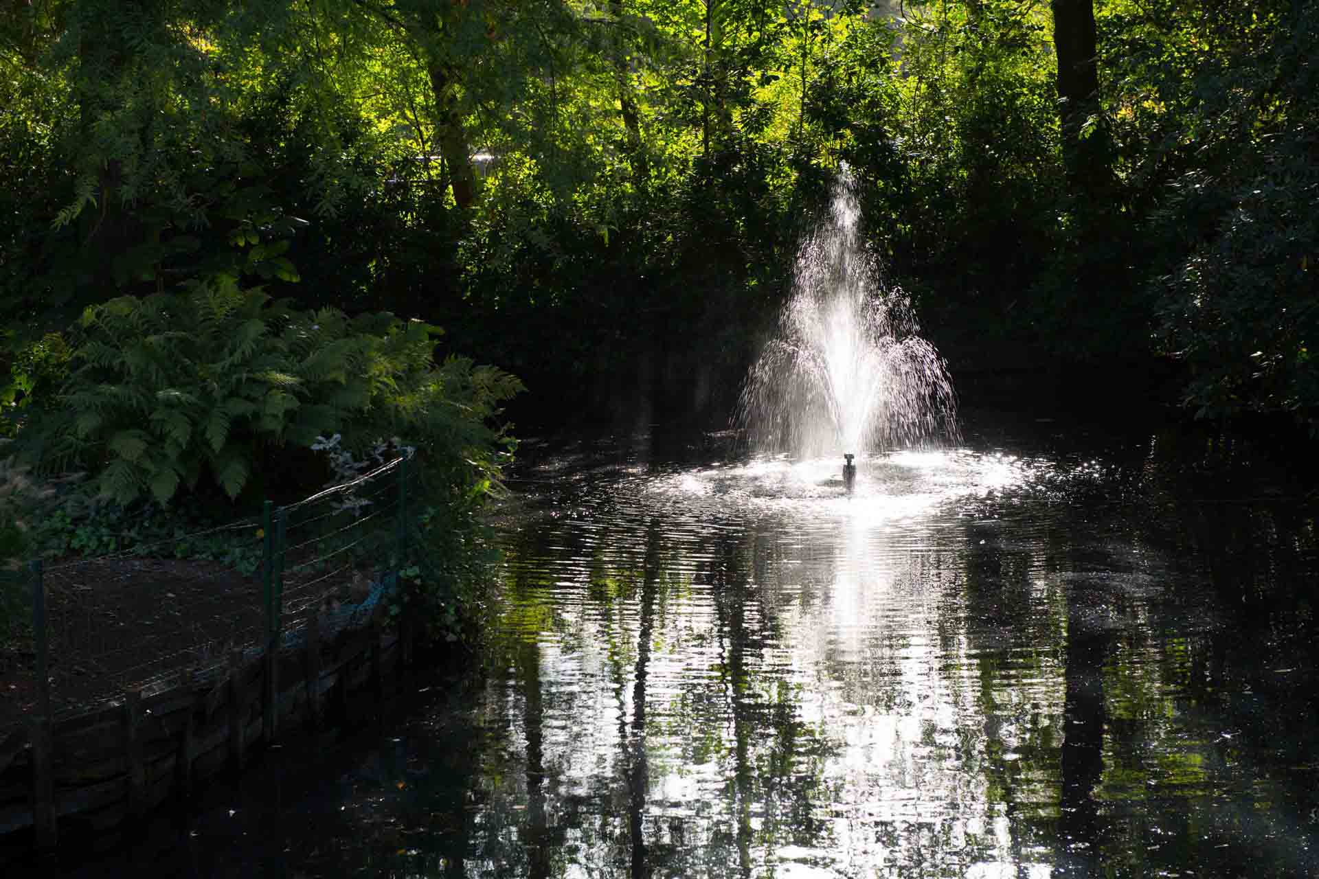 Purusha yoga en reiki midden in de natuur van Buggenhout Bos